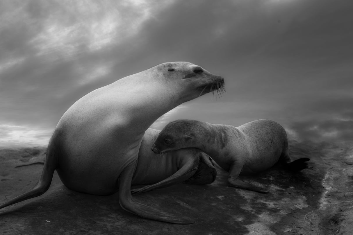 The Sea Lions' Touching Moments Poster och Canvastavla