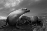 The Sea Lions' Touching Moments Poster och Canvastavla