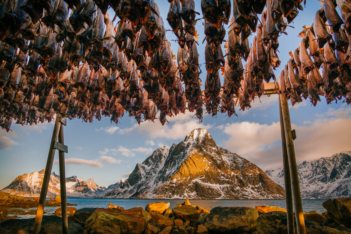 Stockfish in Lofoten Poster och Canvastavla