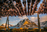 Stockfish in Lofoten Poster och Canvastavla