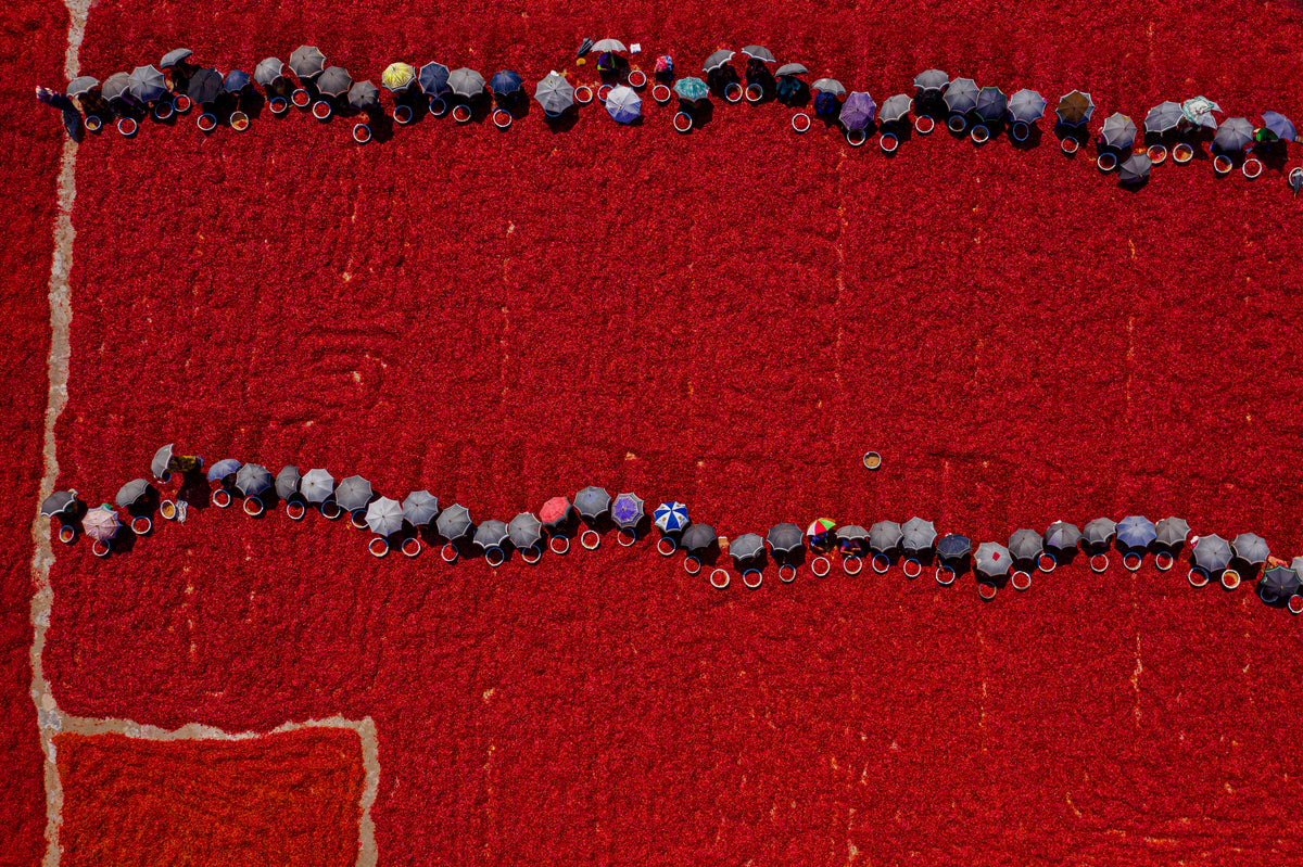 Working on red chilies Poster och Canvastavla