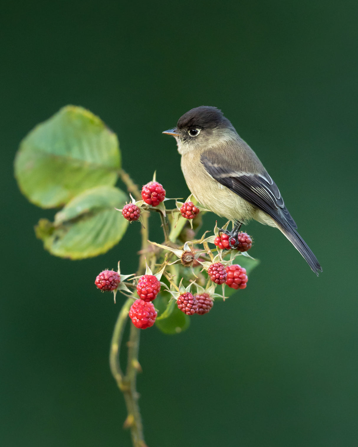 Black-capped flycatcher Poster och Canvastavla