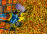Harvesting tomato Poster och Canvastavla