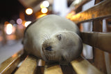 Sea lion nap Poster och Canvastavla