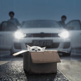 Cat Poster och Canvastavla