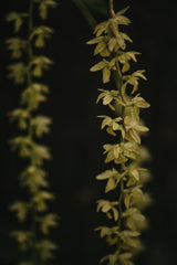 Botanical Series - Small Yellow Blossoms Poster och Canvastavla