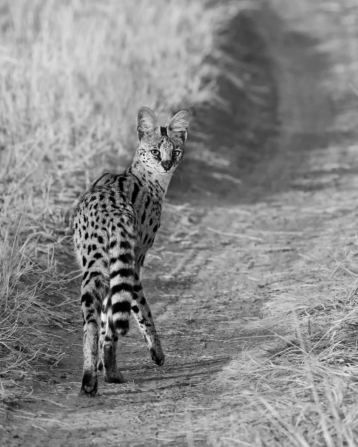 Serval Poster och Canvastavla