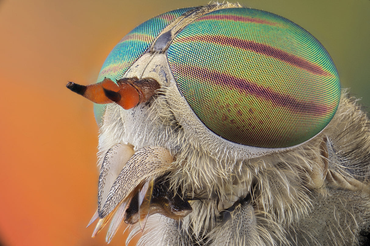 horse fly-tabanus tropicus Poster och Canvastavla