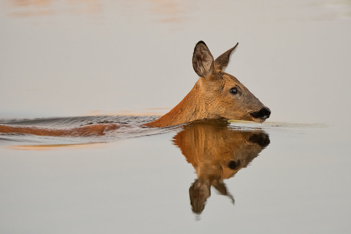 Practicing her delightful morning swim... Poster och Canvastavla
