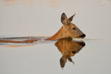 Practicing her delightful morning swim... Poster och Canvastavla