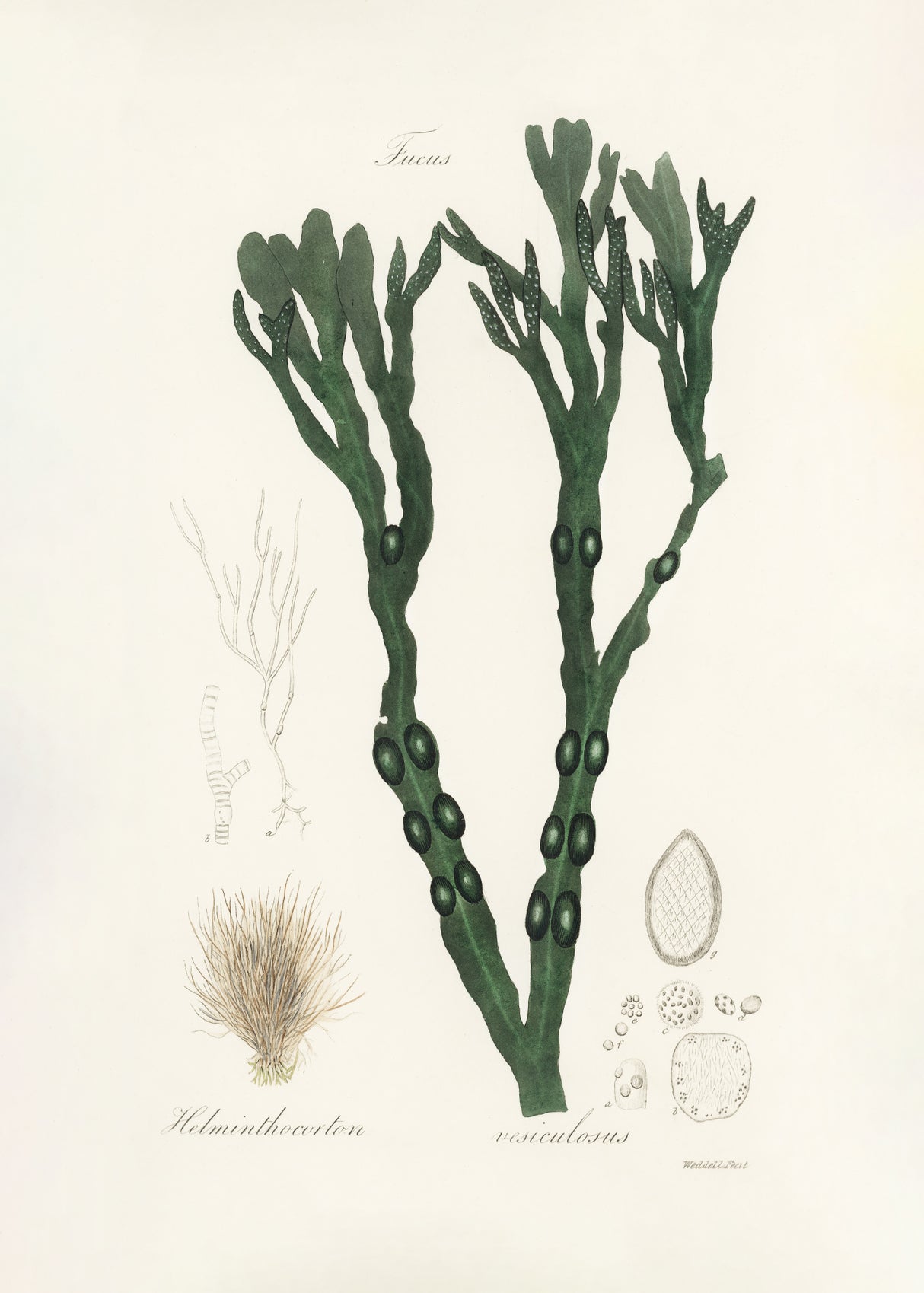Bladder Wrack (fucus Vesiculosus)  Medical Botany Poster och Canvastavla