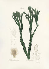 Bladder Wrack (fucus Vesiculosus)  Medical Botany Poster och Canvastavla