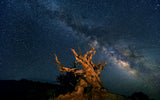 The Galaxy and ancient bristlecone pine	 Poster och Canvastavla