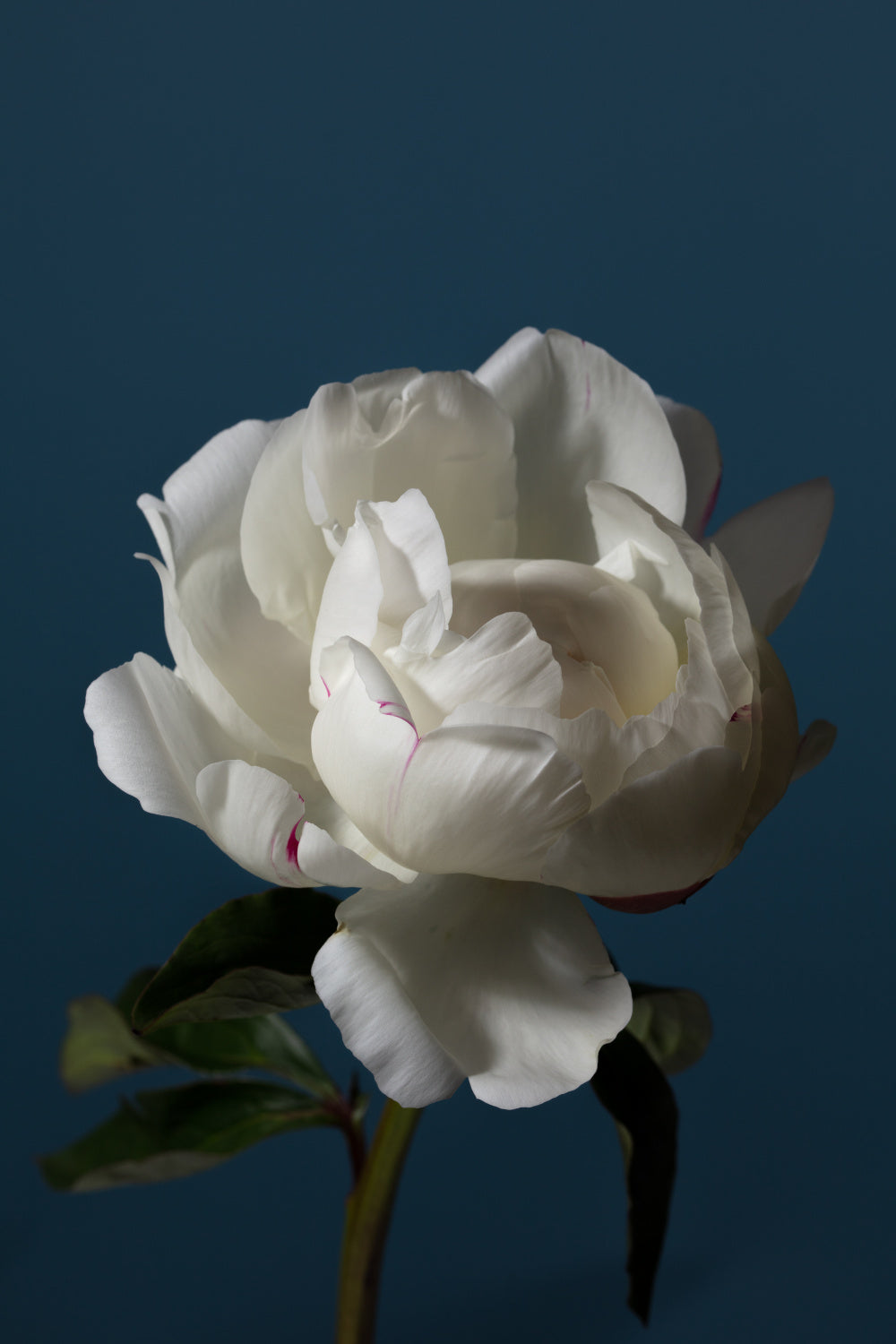 Peony_4 Poster och Canvastavla