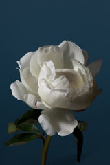 Peony_4 Poster och Canvastavla