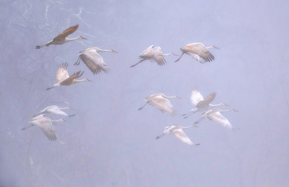 Sandhill crane in foggy morning Poster och Canvastavla