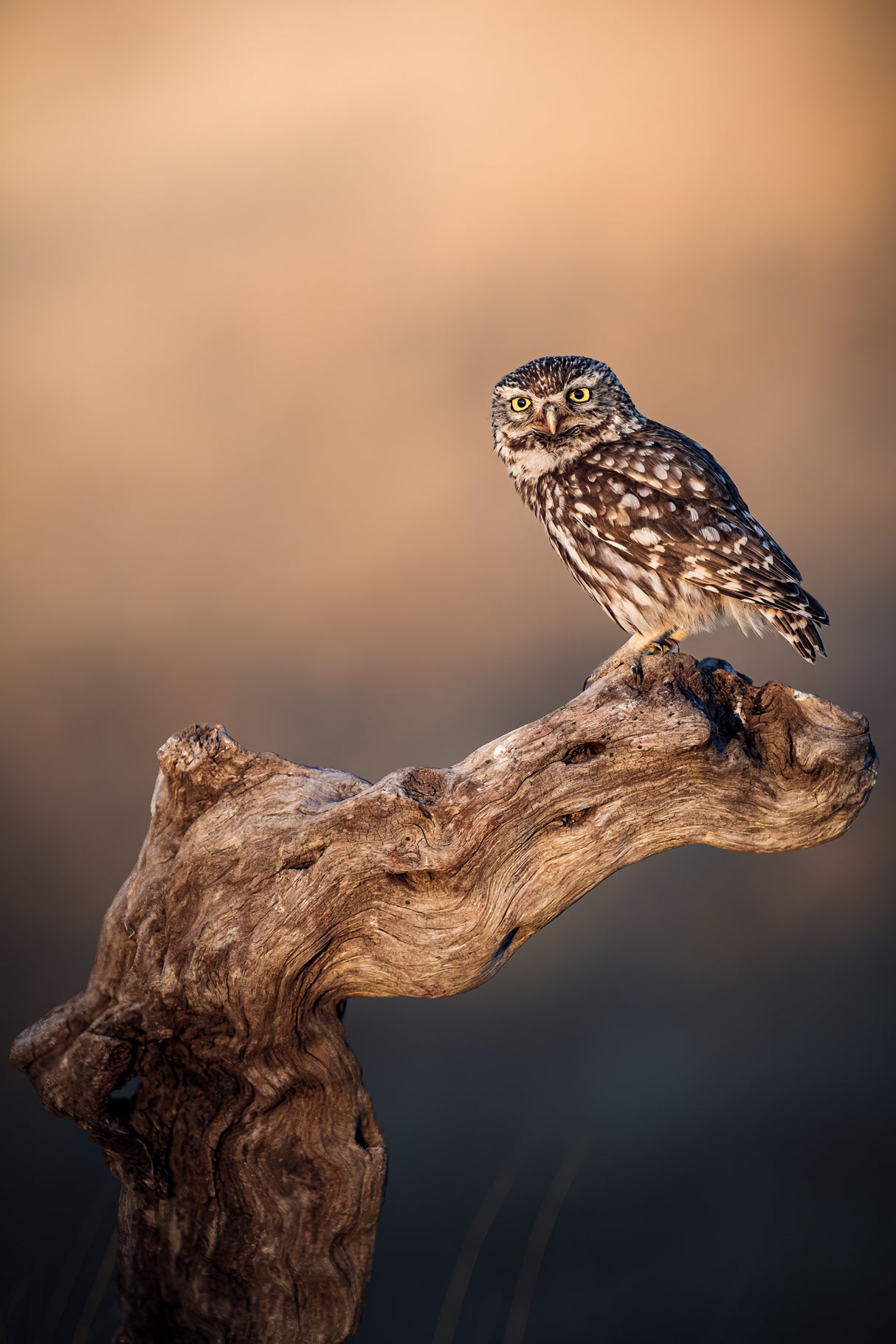 Little owl Poster och Canvastavla