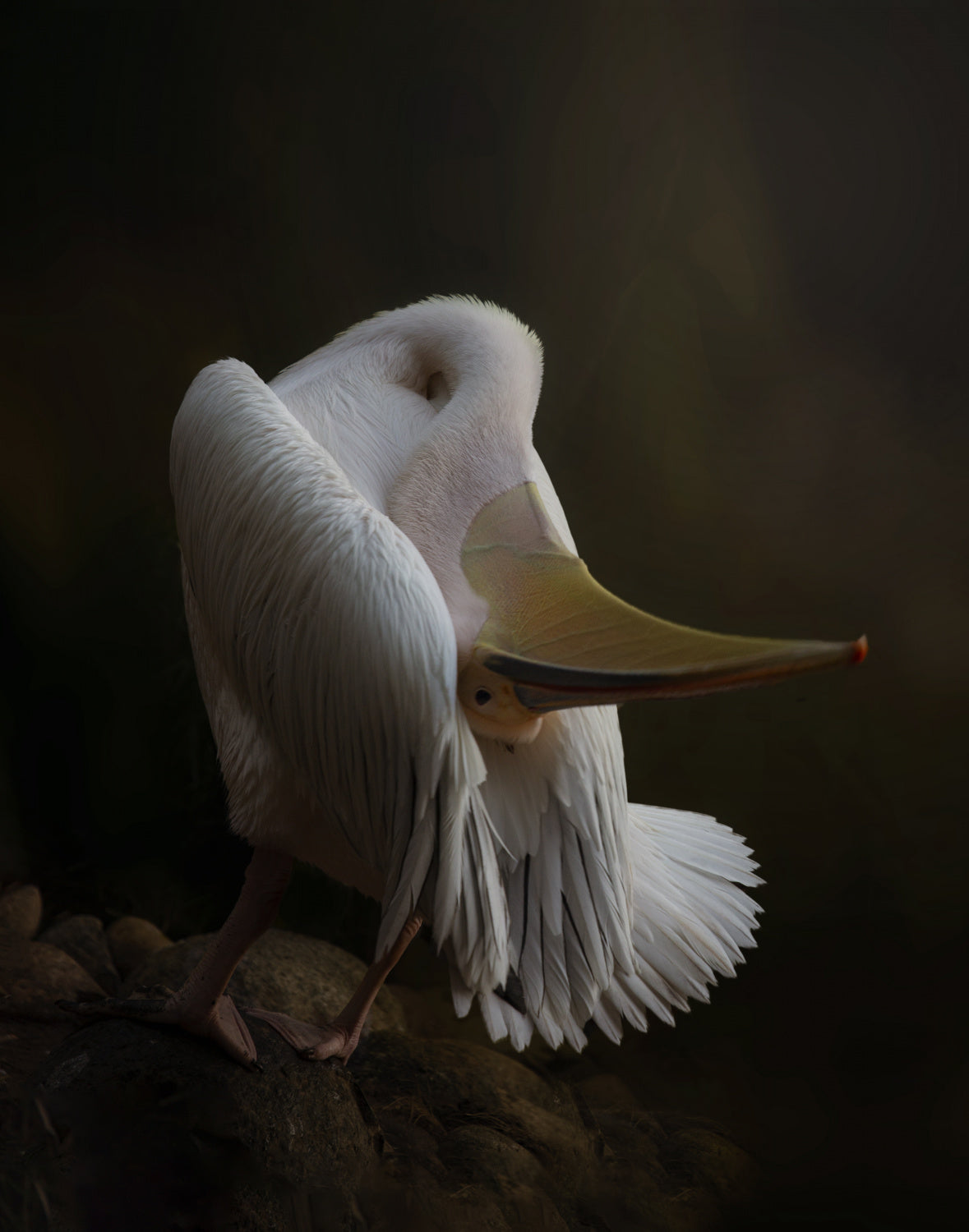 Pelican at the Rock Poster och Canvastavla