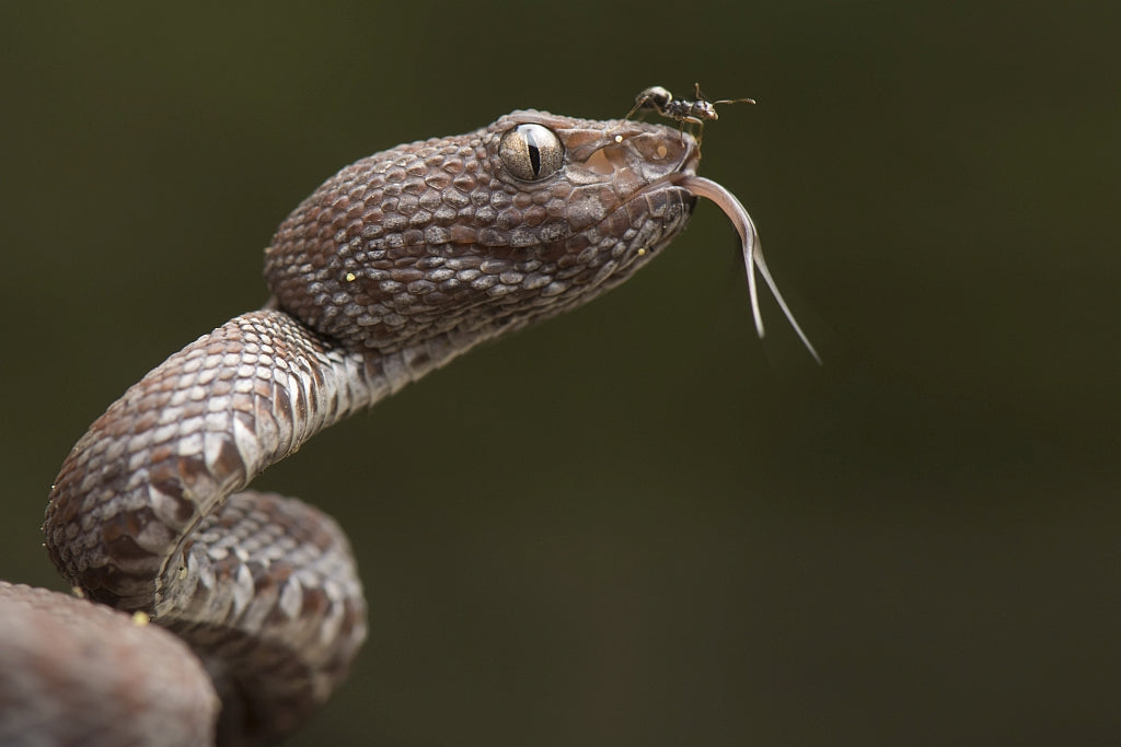 Trimeresurus purpureomaculatus and Formicidae (ant) Poster och Canvastavla