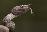 Trimeresurus purpureomaculatus and Formicidae (ant) Poster och Canvastavla