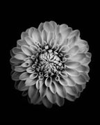 Marigold Poster och Canvastavla