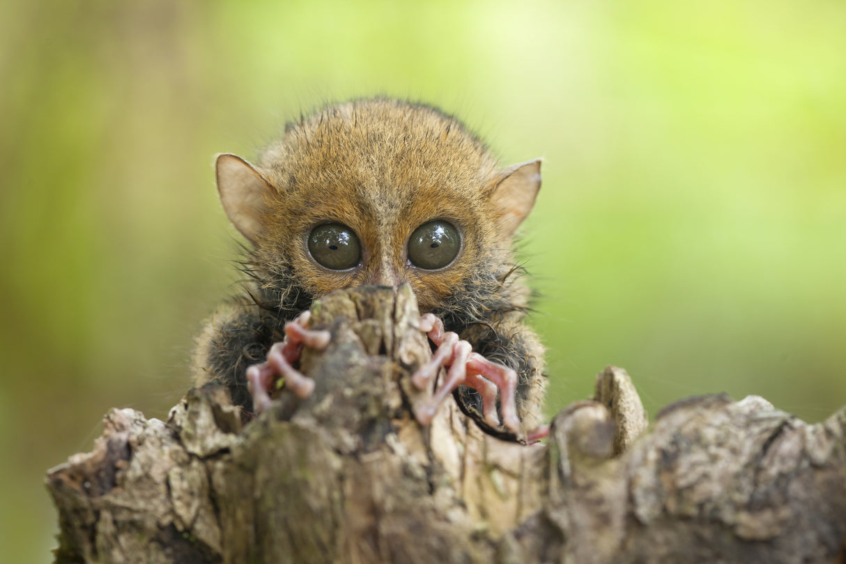 Baby Tarsier Poster och Canvastavla