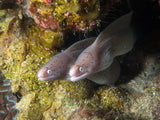 2 Moray Eels Poster och Canvastavla