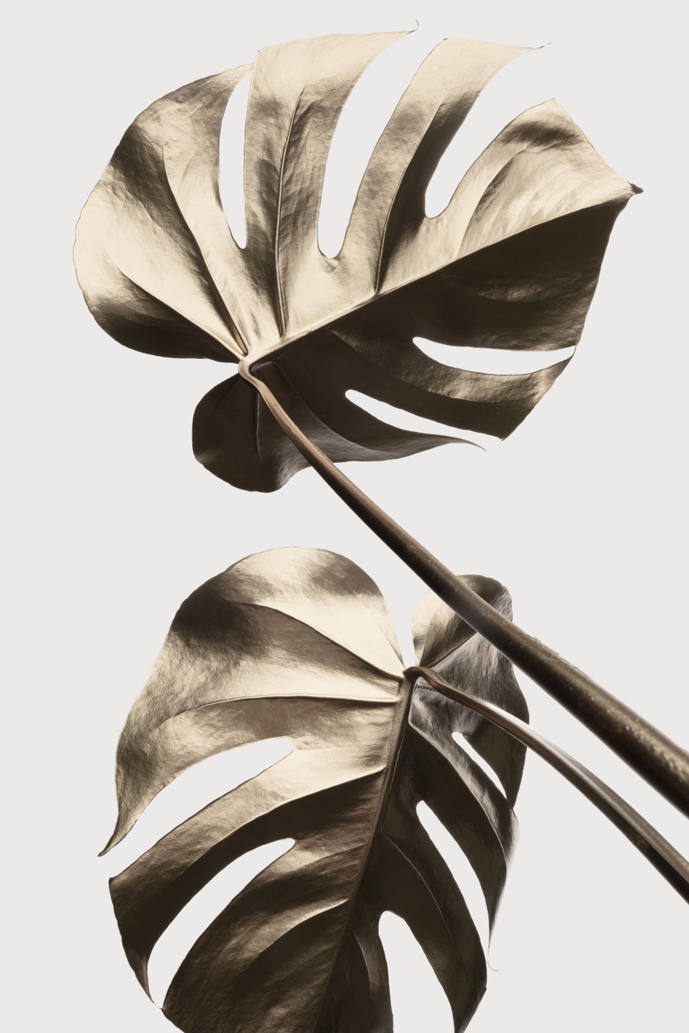 Monstera Gold 08 Poster och Canvastavla