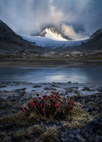 Snow Peak and Summer Blossom Poster och Canvastavla