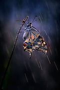 Under the summer rain Poster och Canvastavla