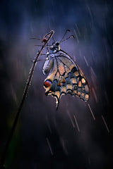 Under the summer rain Poster och Canvastavla