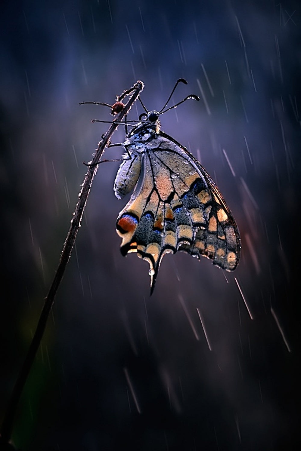 Under the summer rain Poster och Canvastavla