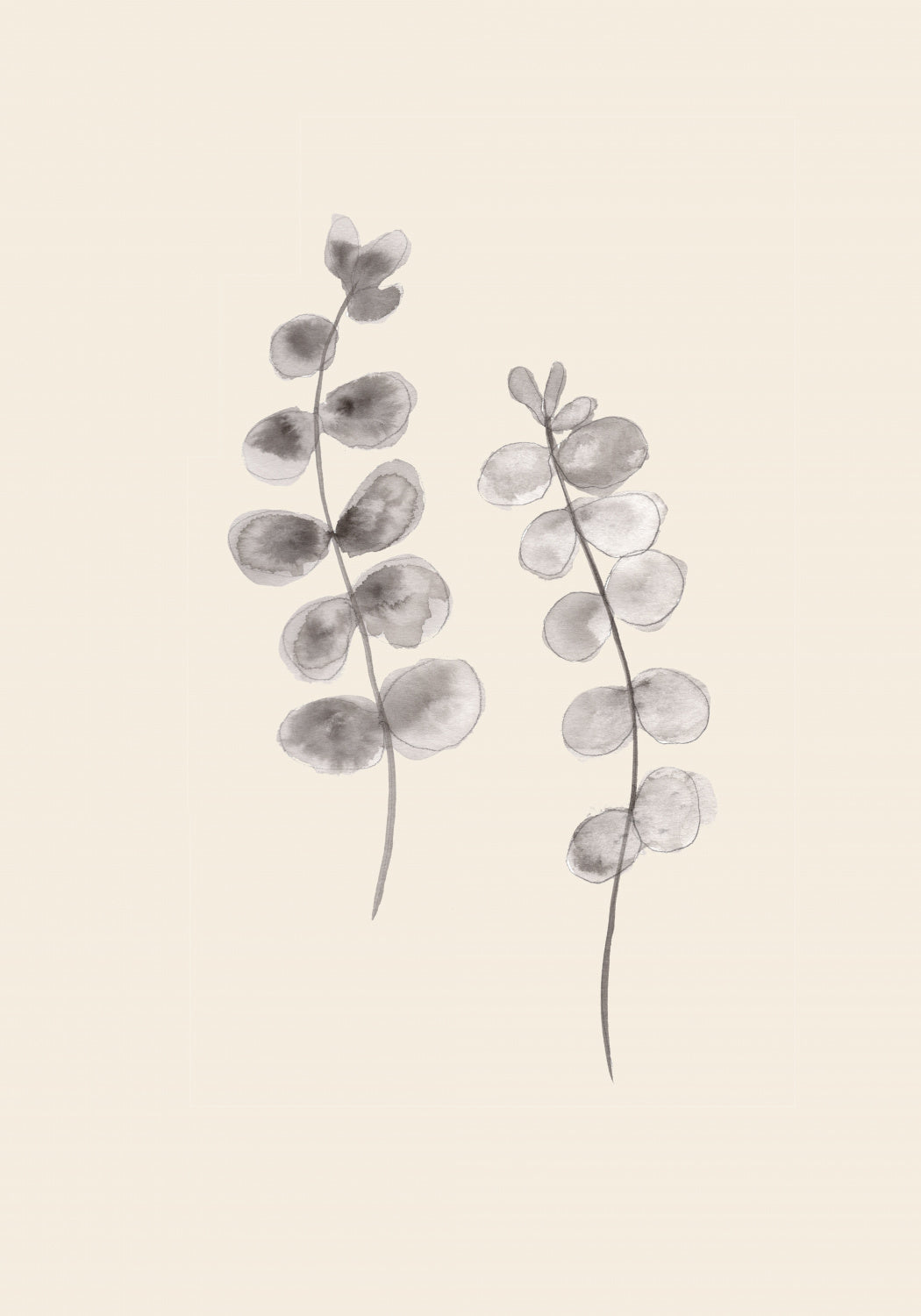 Eucalyptus Twigs Poster och Canvastavla