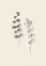 Eucalyptus Twigs Poster och Canvastavla