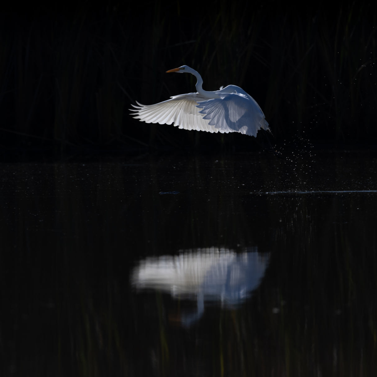 Snow Egret Poster och Canvastavla
