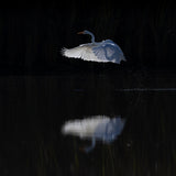 Snow Egret Poster och Canvastavla