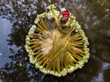 Waterlilies collecting Poster och Canvastavla