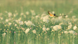Spring Messager Poster och Canvastavla