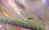 In the light and dew of the morning... Poster och Canvastavla