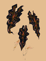 Alocasia Polly Beige Poster och Canvastavla