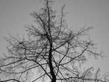 a burned tree Poster och Canvastavla