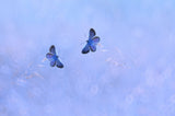 Two Butterflies Poster och Canvastavla