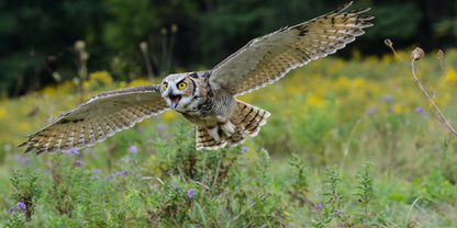 Spread Your Wings and Fly Poster och Canvastavla