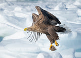 White-tailed Eagle in action Poster och Canvastavla