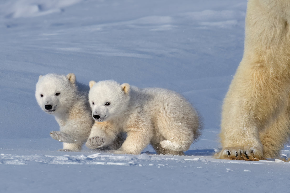 Two polar bear cubs Poster och Canvastavla