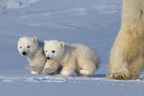 Two polar bear cubs Poster och Canvastavla