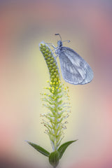 Wood White Poster och Canvastavla