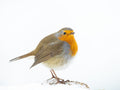 robin in winter Poster och Canvastavla