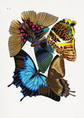 Butterflies 4 Poster och Canvastavla