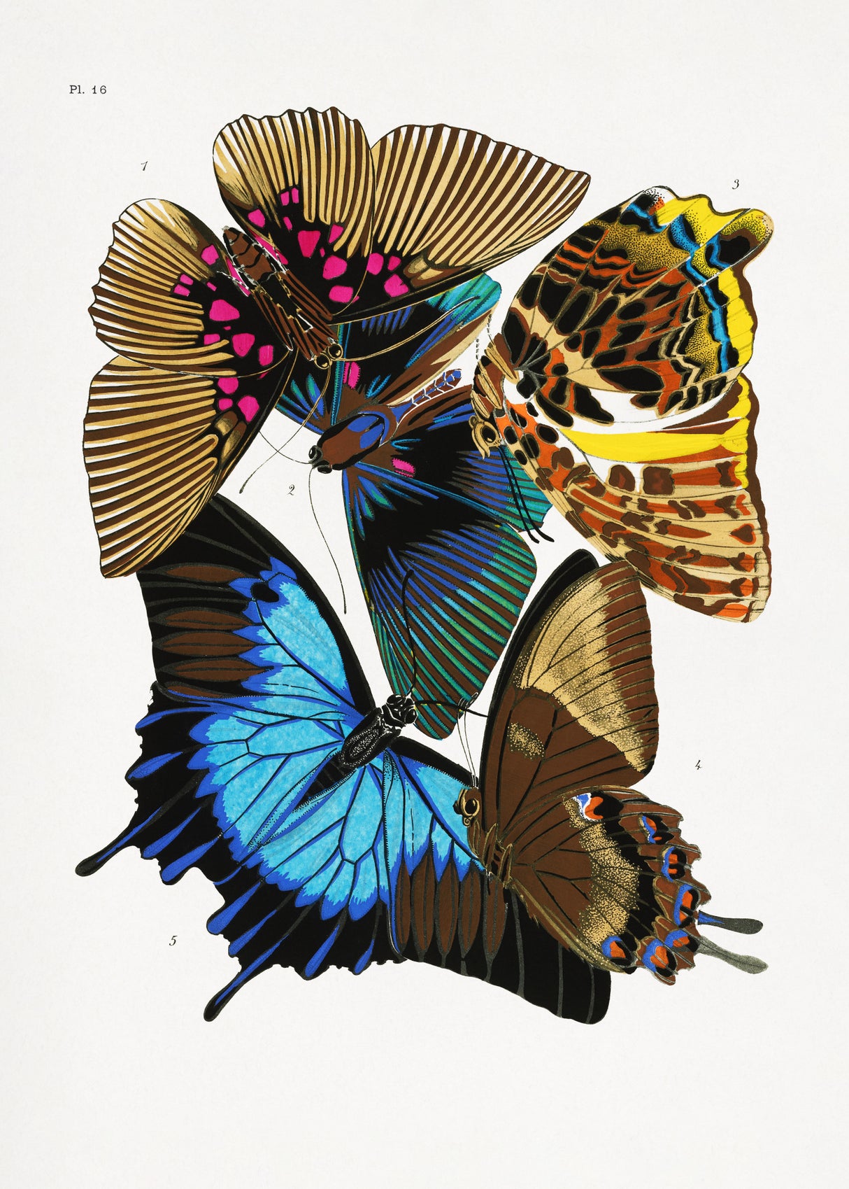Butterflies 4 Poster och Canvastavla